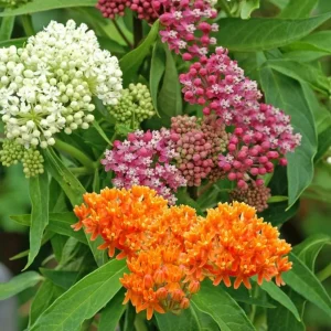 Milkweed Mix Live Plants - 2-5" Tall - Asclepias Species - Pollinator Garden - Image 1