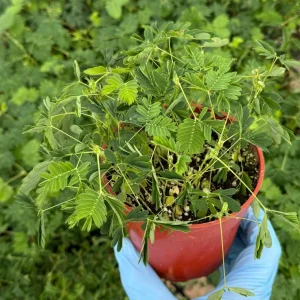 Mimosa Pudica Live Plant – Sensitive Touch-Me-Not Tropical Plant in 4 inch Pot - Image 2