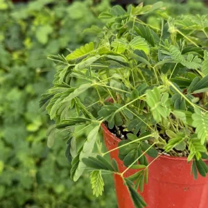 Mimosa Pudica Live Plant – Sensitive Touch-Me-Not Tropical Plant in 4 inch Pot - Image 3