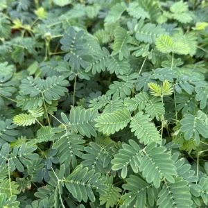 Mimosa Pudica Live Plant – Sensitive Touch-Me-Not Tropical Plant in 4 inch Pot - Image 4