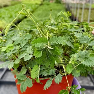 Mimosa Pudica Live Plant – Sensitive Touch-Me-Not Tropical Plant in 4 inch Pot - Image 5