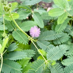 Mimosa Pudica Live Plant – Sensitive Touch-Me-Not Tropical Plant in 4 inch Pot - Image 6