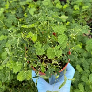 Mimosa Pudica Live Plant – Sensitive Touch-Me-Not Tropical Plant in 4 inch Pot - Image 1