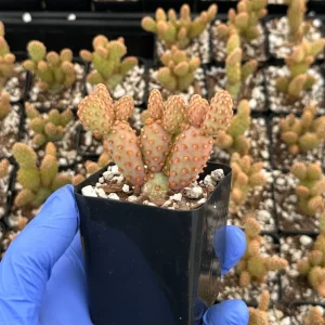 Mini Cinnamon Cactus Live Plant - Opuntia Rufida Minima - 2 Inch Pot - Image 2