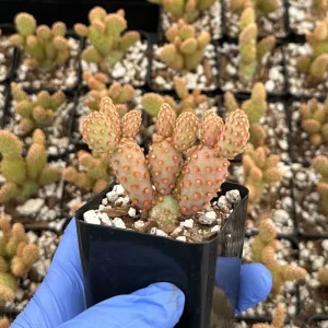 Mini Cinnamon Cactus Live Plant - Opuntia Rufida Minima - 2 Inch Pot - Image 1