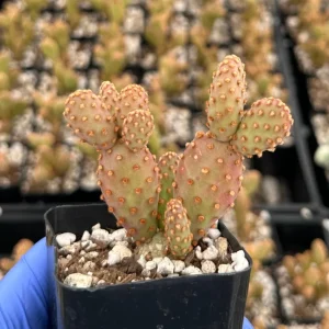 Mini Cinnamon Cactus Live Plant - Opuntia Rufida Minima - 2 Inch Pot - Image 3