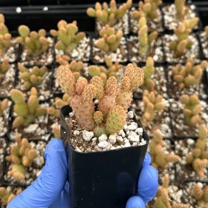 Mini Cinnamon Cactus Live Plant - Opuntia Rufida Minima - 2 Inch Pot - Image 4