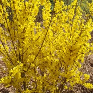Mini Gold Forsythia Live Plant - Yellow Flowering Shrub, 4-7 Inch Starter - Image 1