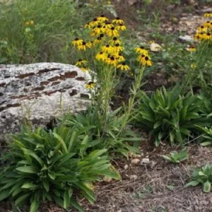 Missouri Coneflower Live Plant - Rudbeckia missouriensis Starter Plant 2.5x3.5in Pot, Full Sun, Zones 5-8 - Image 1