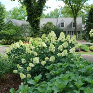 Mixed Hydrangea Starter Plant - 2.5 Inch Pot, Outdoor Shrub - Image 2