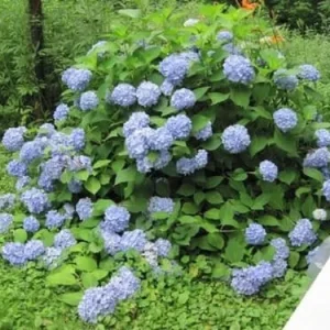 Mixed Hydrangea Starter Plant - 2.5 Inch Pot, Outdoor Shrub - Image 1