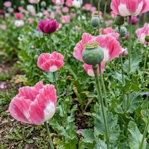 Mixed Poppy Live Plant - 3 Inch Pot - Vibrant Outdoor Flowers - Image 2