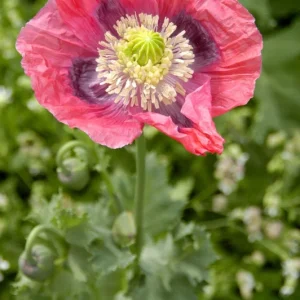 Mixed Poppy Live Plant - 3 Inch Pot - Vibrant Outdoor Flowers - Image 3