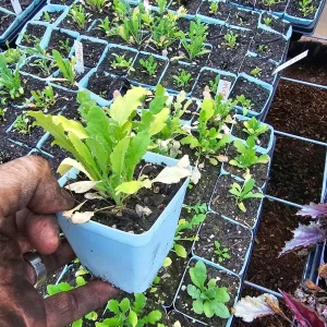 Mixed Poppy Live Plant - 3 Inch Pot - Vibrant Outdoor Flowers - Image 4