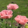 Mixed Poppy Live Plant - 3 Inch Pot - Vibrant Outdoor Flowers - Image 1