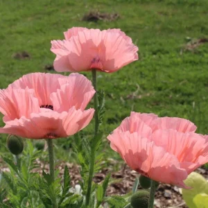 Mixed Poppy Live Plant - 3 Inch Pot - Vibrant Outdoor Flowers - Image 1