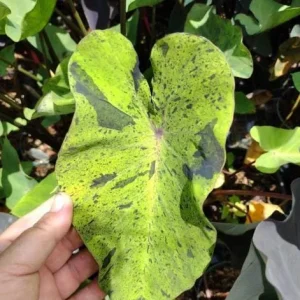 Mojito Colocasia Live Plant - 6-10" Tall, 3 Inch Pot, Variegated Elephant Ear Tropical Foliage - Image 2