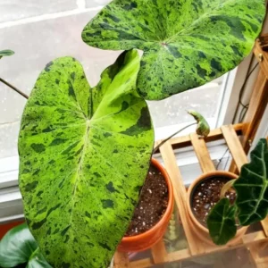 Mojito Colocasia Live Plant - 6-10