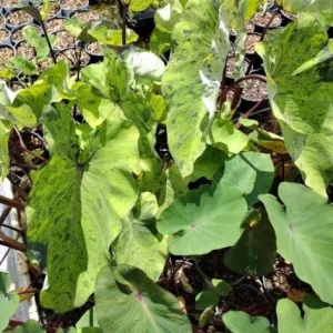 Mojito Colocasia Live Plant - 6-10