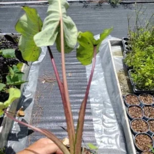 Mojito Colocasia Live Plant - 6-10