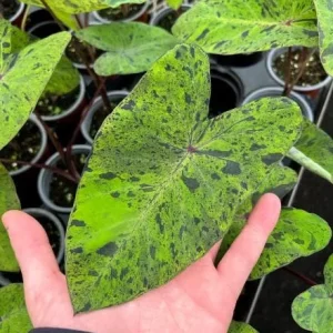 Mojito Colocasia Live Plant - 6-10
