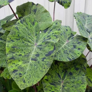 Mojito Colocasia Live Plant - 6-10" Tall, 3 Inch Pot, Variegated Elephant Ear Tropical Foliage - Image 1