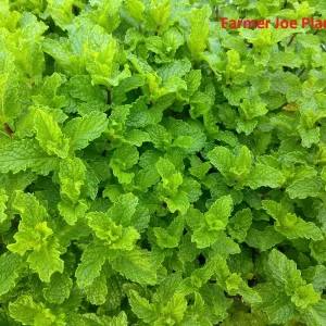 Mojito Mint Live Plant – 4 Inch Tall Herb – Garden & Cocktail Use - Image 1