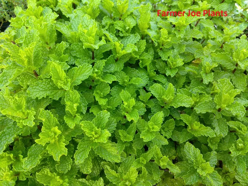 Mojito Mint Live Plant – 4 Inch Tall Herb – Garden & Cocktail Use - Image 1