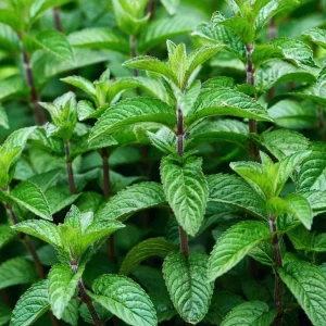 Mojito Mint Live Plants - Mentha x villosa - 3 Pack, 5-9" Tall, Authentic Cuban Herb - Image 1