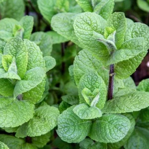 Mojito Mint Live Plants - Mentha x villosa - 3 Pack, 5-9" Tall, Authentic Cuban Herb - Image 2