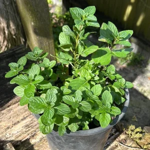 Mojito Mint Live Plants - Mentha x villosa - 3 Pack, 5-9
