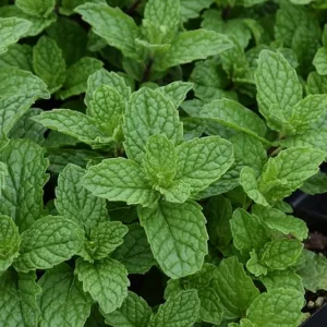 Mojito Mint Live Plants - Mentha x villosa - 3 Pack, 5-9