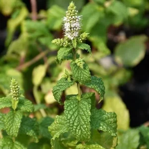 Mojito Mint Live Plants - Mentha x villosa - 3 Pack, 5-9