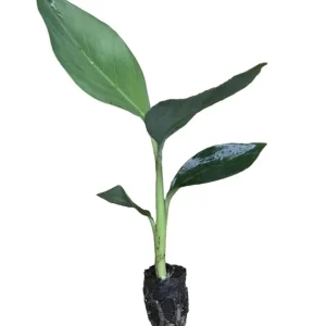 Mona Lisa Banana Plant Musa FHIA-02 - Live Dessert Banana Tree, 5-9 Inches Tall, Fast-Growing - Image 2