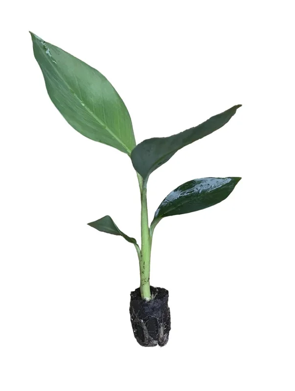 Mona Lisa Banana Plant Musa FHIA-02 - Live Dessert Banana Tree, 5-9 Inches Tall, Fast-Growing - Image 2
