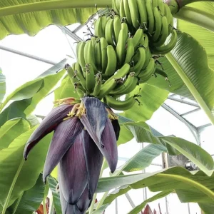Mona Lisa Banana Plant Musa FHIA-02 - Live Dessert Banana Tree, 5-9 Inches Tall, Fast-Growing - Image 3