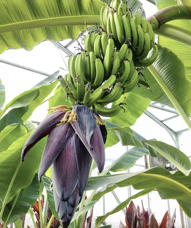 Mona Lisa Banana Plant Musa FHIA-02 - Live Dessert Banana Tree, 5-9 Inches Tall, Fast-Growing - Image 3