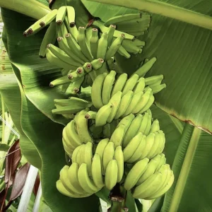 Mona Lisa Banana Plant Musa FHIA-02 - Live Dessert Banana Tree, 5-9 Inches Tall, Fast-Growing - Image 4