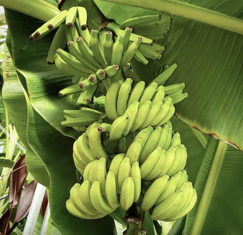 Mona Lisa Banana Plant Musa FHIA-02 - Live Dessert Banana Tree, 5-9 Inches Tall, Fast-Growing - Image 4
