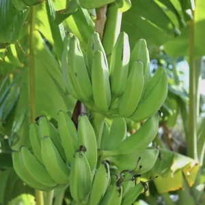 Mona Lisa Banana Plant Musa FHIA-02 - Live Dessert Banana Tree, 5-9 Inches Tall, Fast-Growing - Image 5