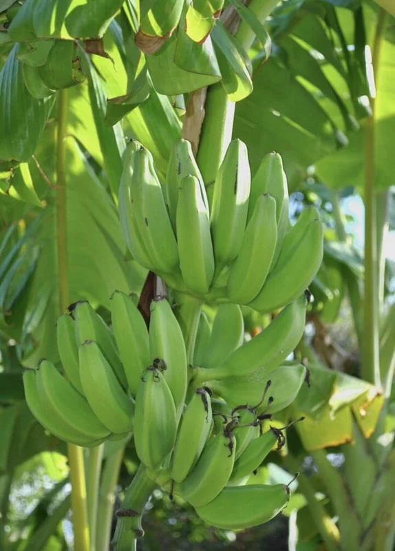 Mona Lisa Banana Plant Musa FHIA-02 - Live Dessert Banana Tree, 5-9 Inches Tall, Fast-Growing - Image 5