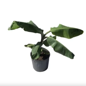 Mona Lisa Banana Plant Musa FHIA-02 - Live Dessert Banana Tree, 5-9 Inches Tall, Fast-Growing - Image 6