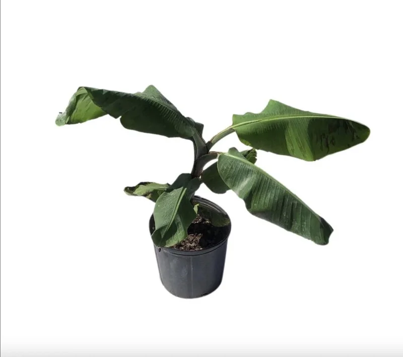 Mona Lisa Banana Plant Musa FHIA-02 - Live Dessert Banana Tree, 5-9 Inches Tall, Fast-Growing - Image 6
