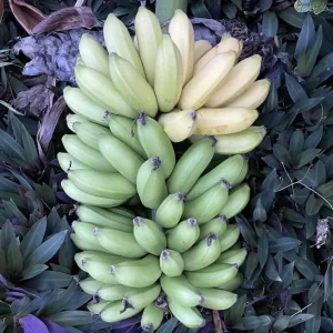 Mona Lisa Banana Plant Musa FHIA-02 - Live Dessert Banana Tree, 5-9 Inches Tall, Fast-Growing - Image 1