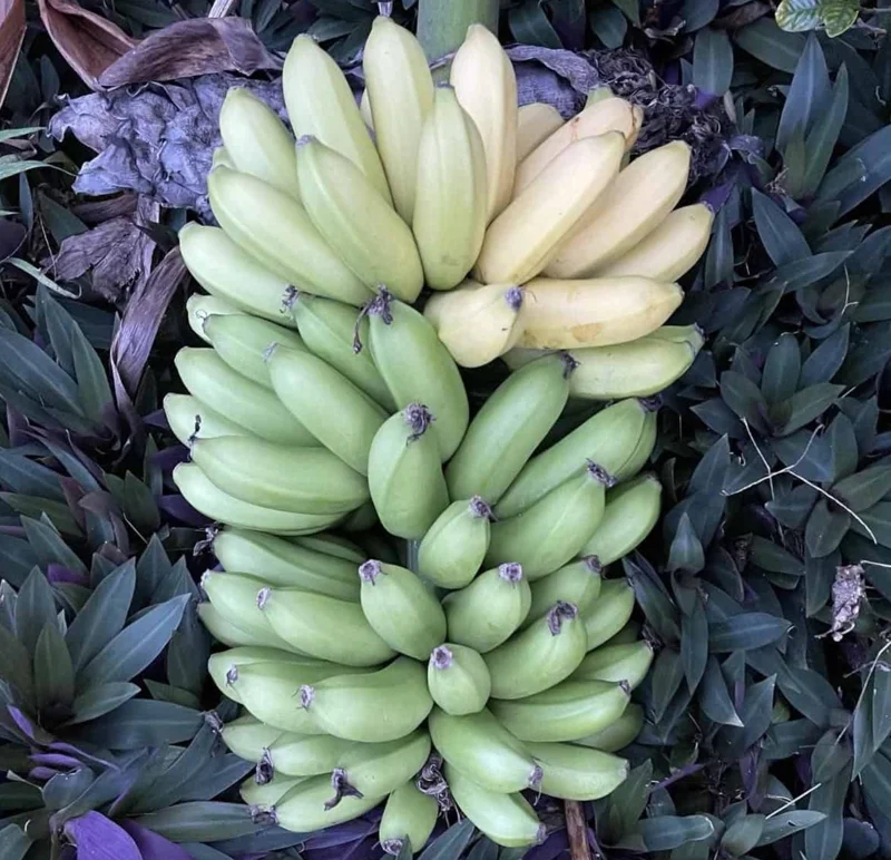 Mona Lisa Banana Plant Musa FHIA-02 - Live Dessert Banana Tree, 5-9 Inches Tall, Fast-Growing - Image 1