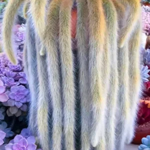 Monkey Tail Cactus Live Plant – Hildewintera Colademononis – Rare Succulent – Bare Root 6-8 inch - Image 1
