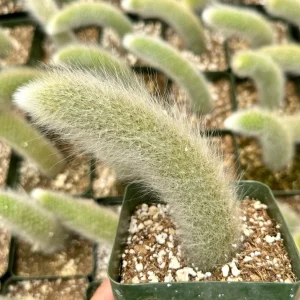 Monkey Tail Cactus Live Plant – Hildewintera Colademononis – Rare Succulent – Bare Root 6-8 inch - Image 2