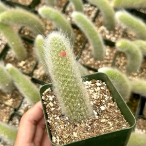 Monkey Tail Cactus Live Plant – Hildewintera Colademononis – Rare Succulent – Bare Root 6-8 inch - Image 3