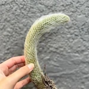 Monkey Tail Cactus Live Plant – Hildewintera Colademononis – Rare Succulent – Bare Root 6-8 inch - Image 4