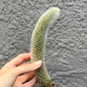 Monkey Tail Cactus Live Plant – Hildewintera Colademononis – Rare Succulent – Bare Root 6-8 inch - Image 5